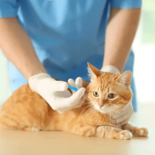 سلوك القطط بعد التطعيم