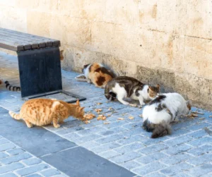 اكل قطط الشوارع