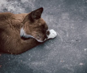 علامات احتضار القطط