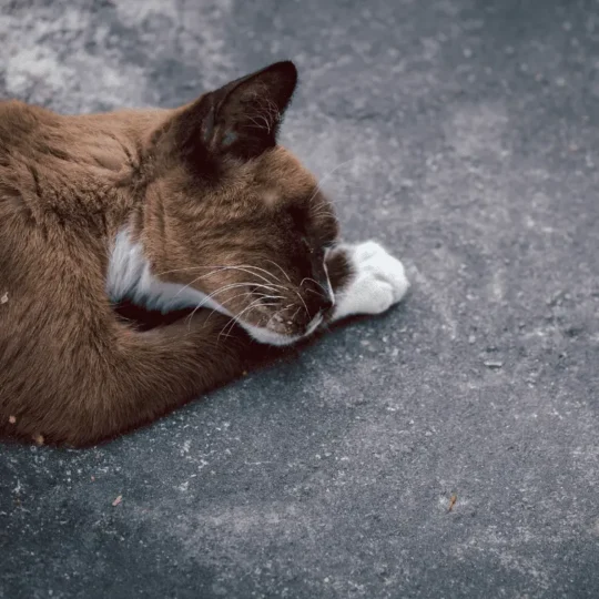 علامات احتضار القطط