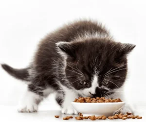 طعام القطط الصغيرة
