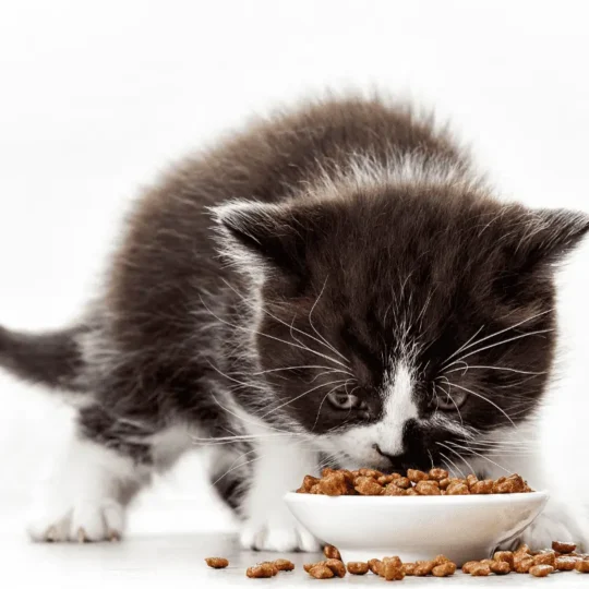 طعام القطط الصغيرة
