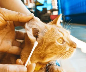 فطريات اذن القطط