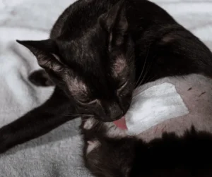 تنظيف جروح القطط