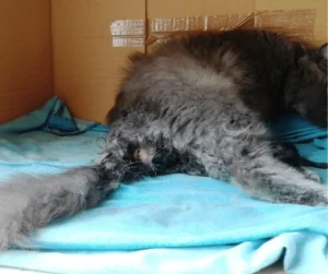 ولادة القطط المتعسرة