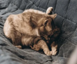 مشاكل القطط الحوامل