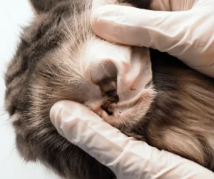 عث الاذن للقطط