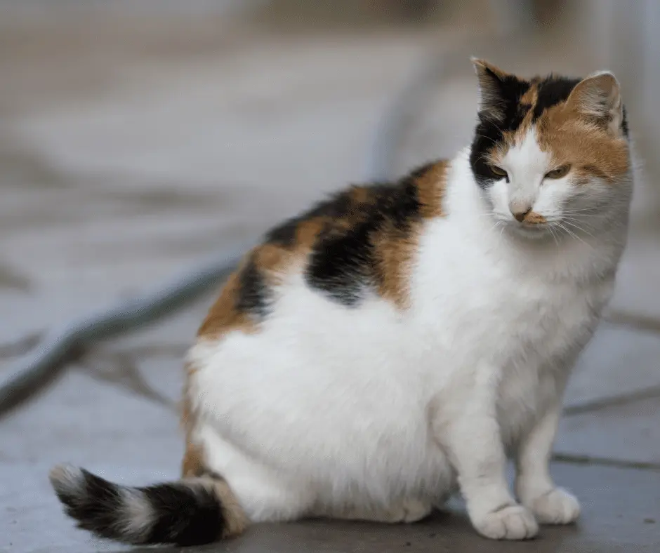 مدة حمل القطط