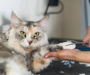 تساقط شعر القطط عند الأذن