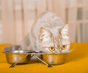 تغذية القطط