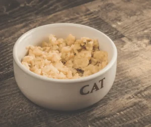 طعام للقطط التي تعاني من الحساسية
