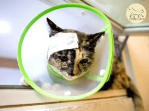 جروح القطط المتقيحة