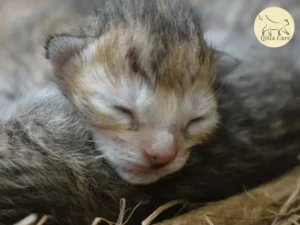 اجهاض القطط