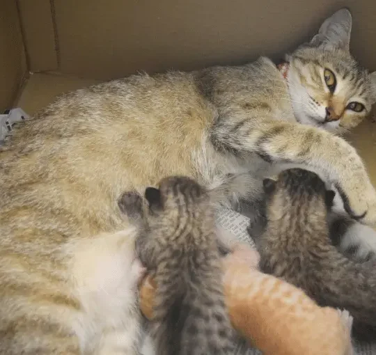 الولادة الطبيعية للقطط