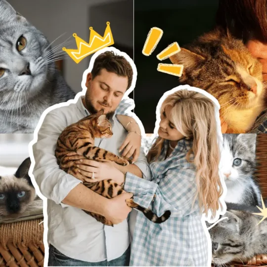 تربية القطط في المنزل