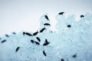 حشرات القطط