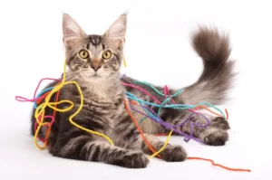 اشياء خطيرة على القطط