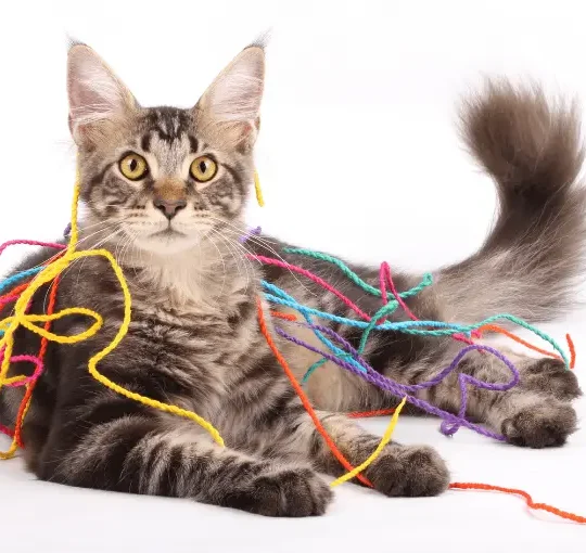 اشياء خطيرة على القطط