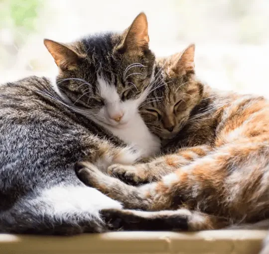 الفرق بين القطط الذكور والإناث