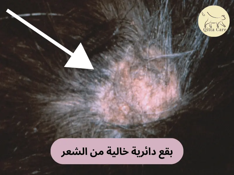 شكل فطريات القطط