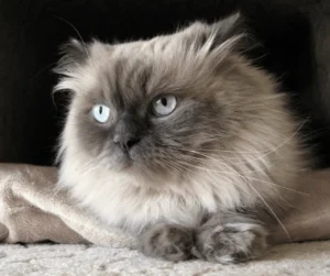 قطط الهملايا