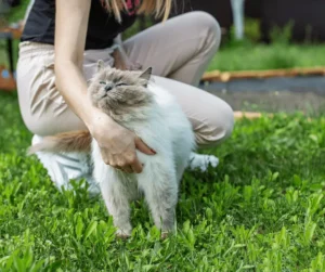 تدريب قطط الهملايا