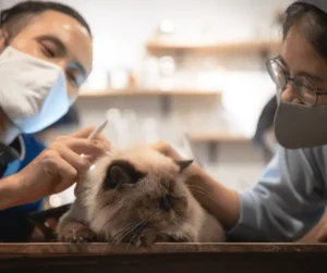 امراض قطط الهملايا