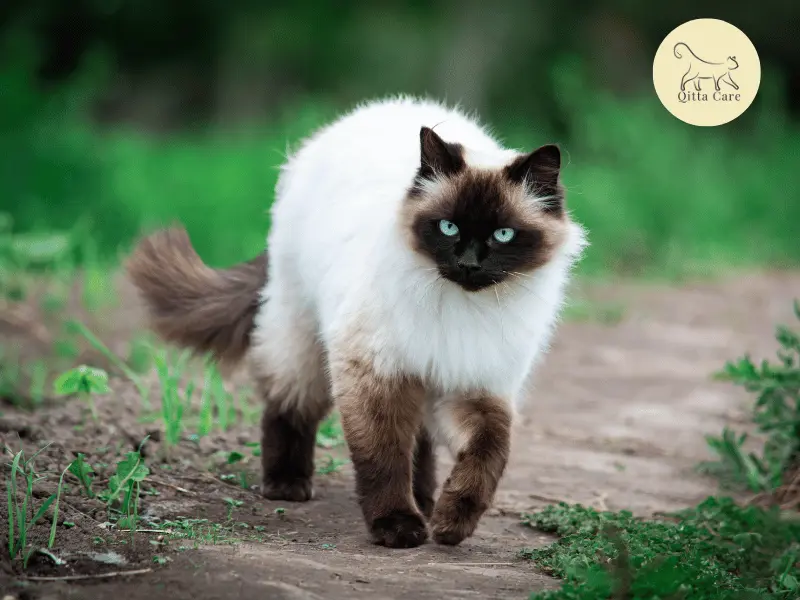 القط السيامي الهملايا Himalayan Siamese