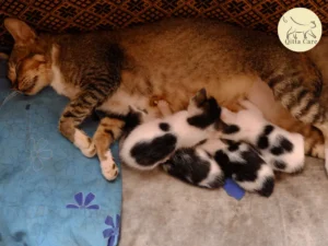 مشاكل القطط بعد الولادة