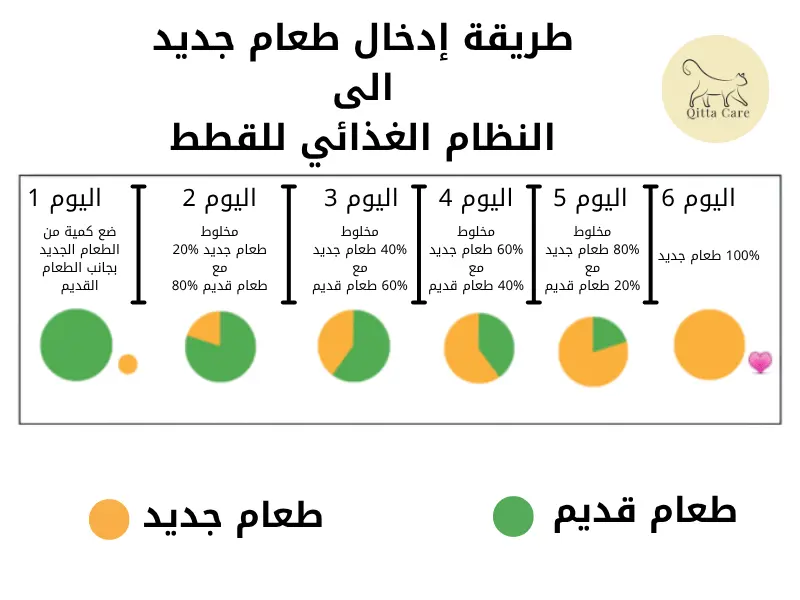 اسلوب ادخال طعام جديد الى النظام الغذائي للقطط الصغيرة