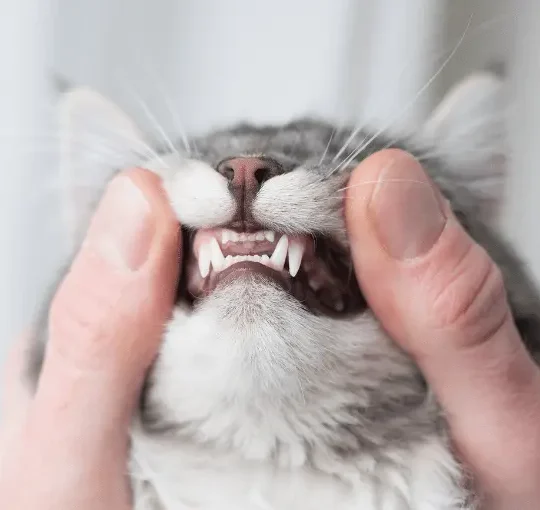 كيفية تحديد عمر القطط