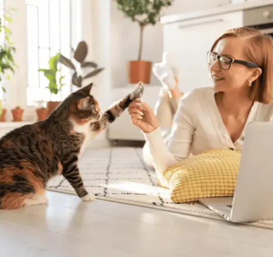 صفات القطط الاليفة