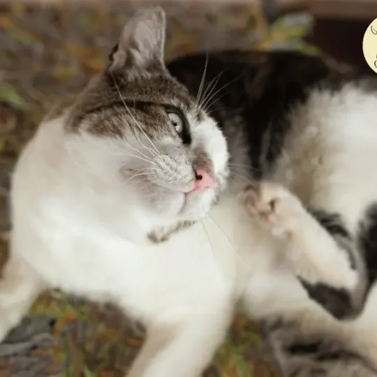 حساسية القطط