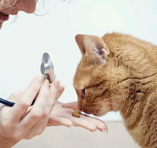 مكافآت لتنظيف اسنان القطط