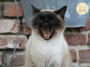 امراض القط السيامي