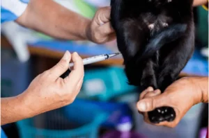 العمر المناسب لتعقيم القطط