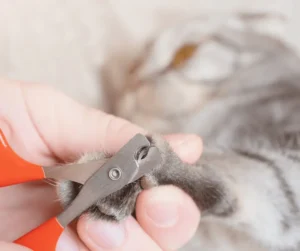 قص اظافر القطط