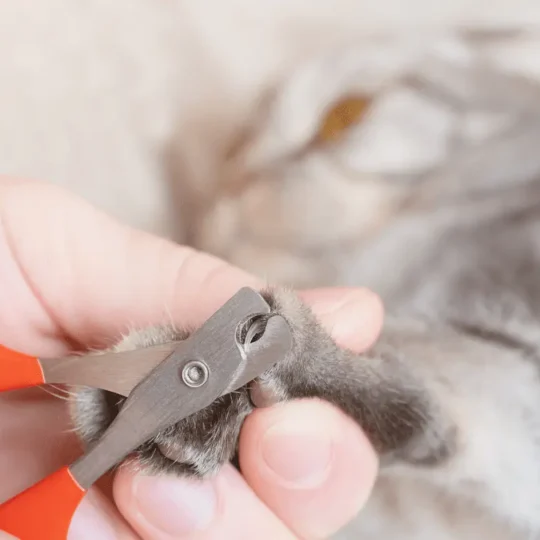 قص اظافر القطط