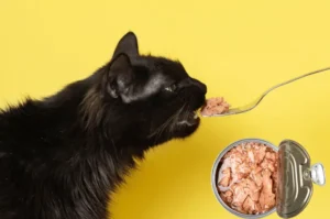 التونة للقطط