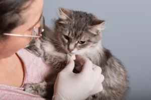 تقديم الفيتامينات للقطط