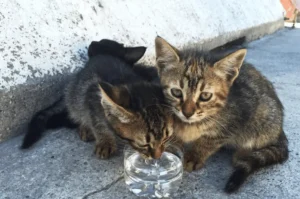 متى تشرب القطط الصغيرة الماء