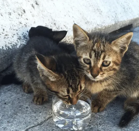 متى تشرب القطط الصغيرة الماء