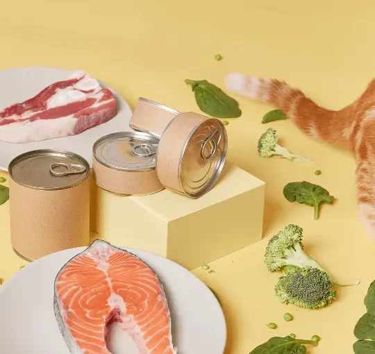 اكل قطط منزلي