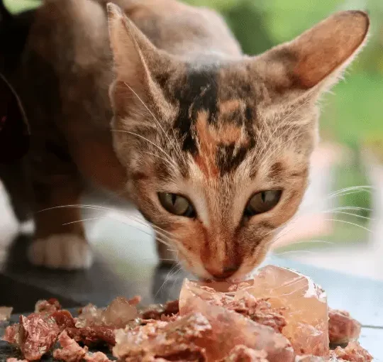 اكل القطط المعقمة