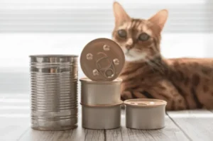 اكل قطط رطب تجاري