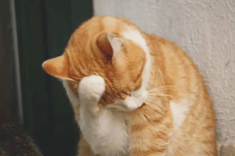 تنظيف القطط لنفسها