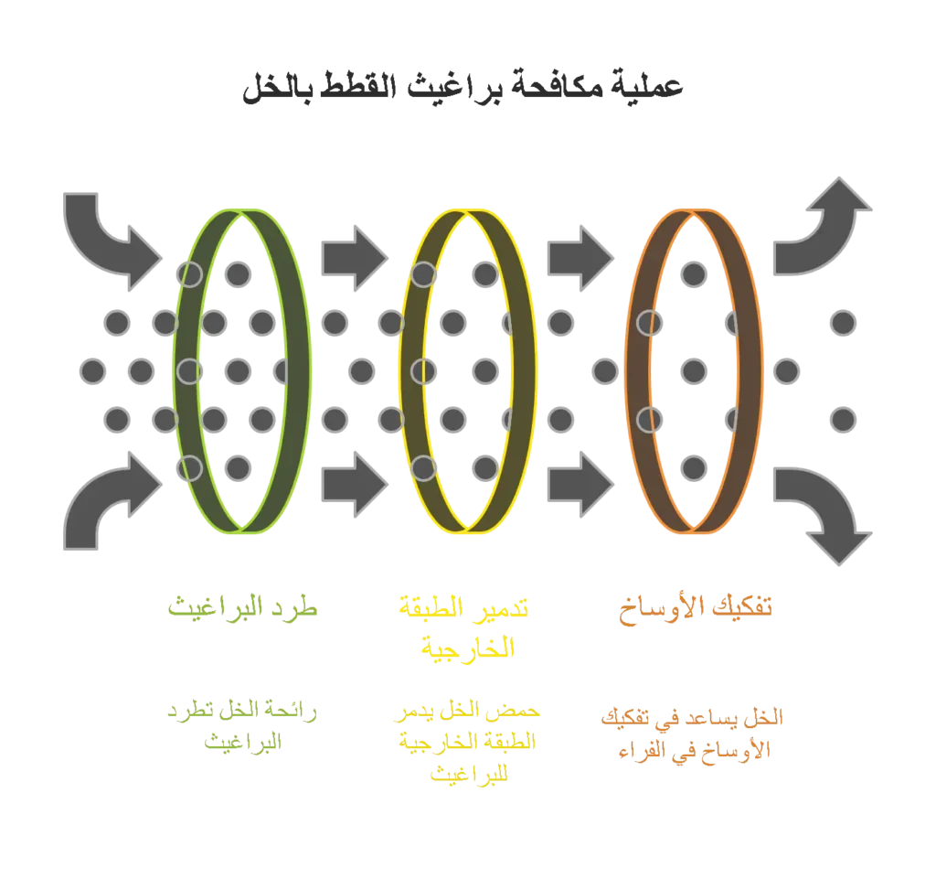 آلية التخلص من براغيث القطط بالخل