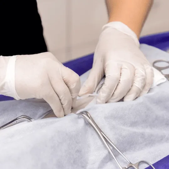 اخصاء القطط