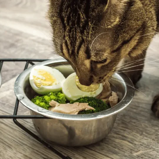 اكل قطط رطب طبيعي