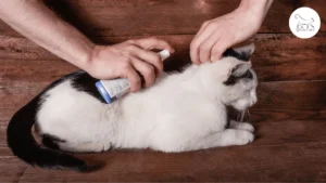 التخلص من براغيث القطط بالخل